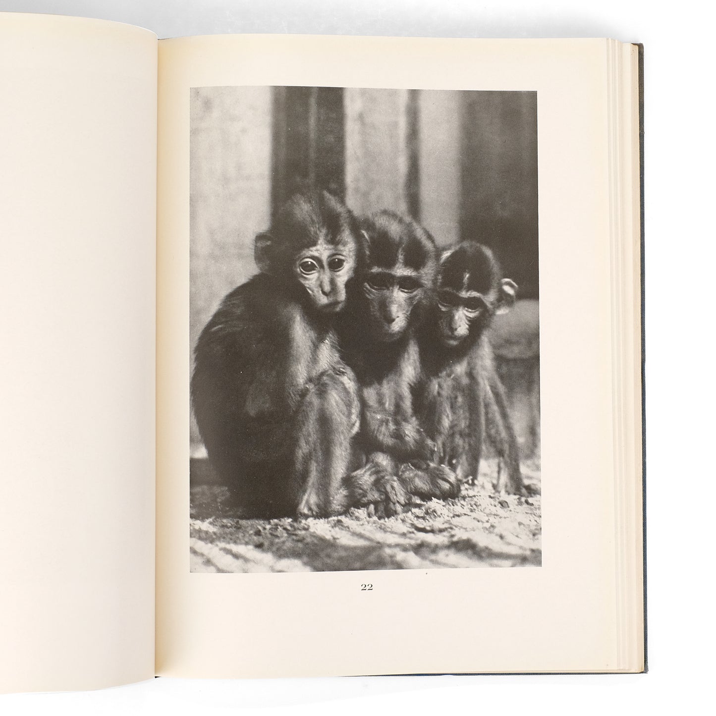 RENGER-PATZSCH, Albert; Carl Georg Heise, ed.